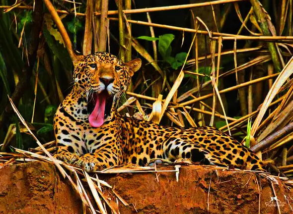 amazon jaguar